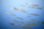 Yellow-Tail Barracuda (Sphyraena flavicauda)