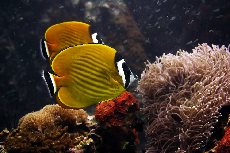 Hongkong aka Black Cap aka Weaver's Butterflyfish (Chaetodon wiebeli)