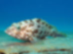 Dusky Tail Grouper (Epinephelus bleekeri)