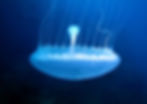 Crystal Jellies (Aequorea sp.)1