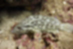 Cloudy Grouper (Epinephelus erythrurus)