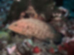 Blue-Spotted Grouper (Cephalopholis polyspila)