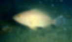Areolate Grouper (Epinephelus Areolatus)