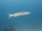 Great Barracuda (Sphyraena barracuda)
