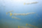 Pick-Handle Barracuda (Sphyraena jello)