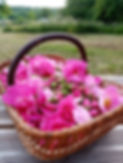 Roses de Provins