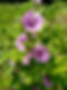 Mauves de Mauritanie