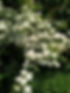 Fleurs d'aubépine