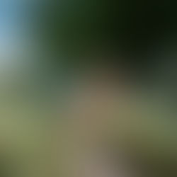 Man carrying coconuts under a palm tree, wearing glasses and a cap. Bright, sunny day with a clear blue sky in the background.