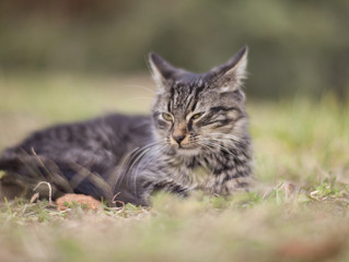 Why am I feeling like this cat looks?
