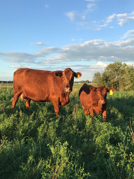 Red Angus cattle Crivitz Wisconsin