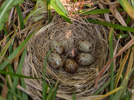Bobolink nest on a pasture in Wisconsin