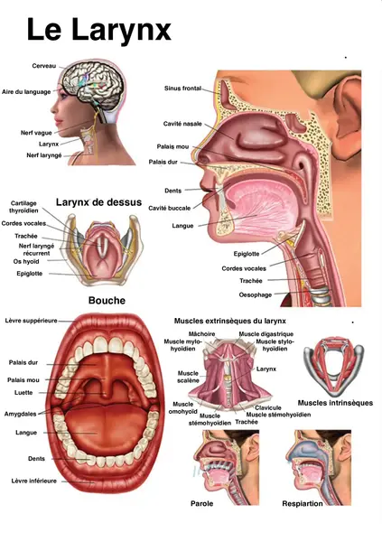 The Larynx traduis.webp