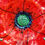 Thumbnail: Red Poppy