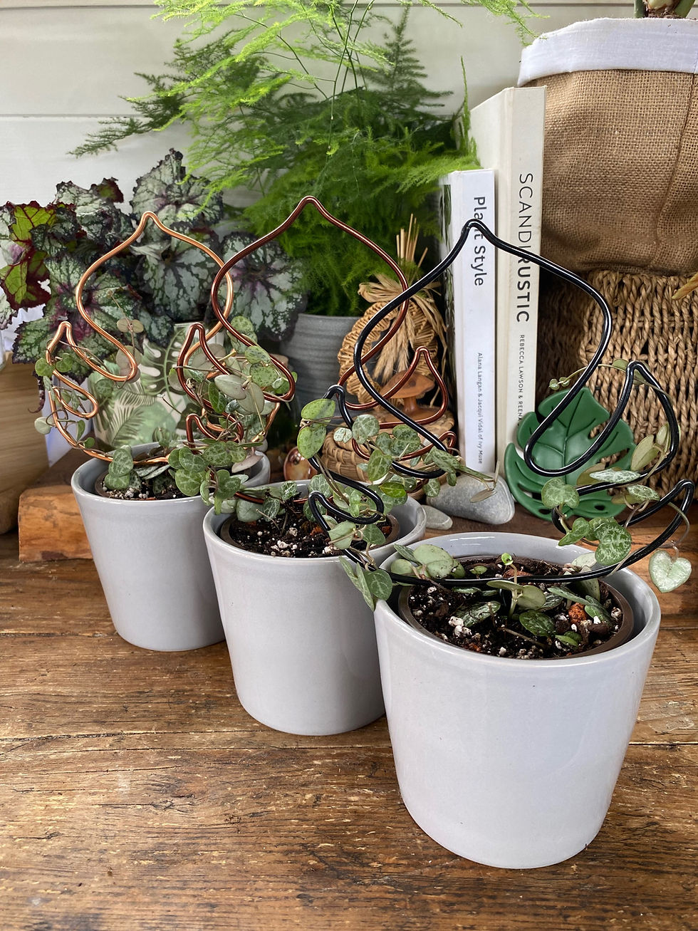 Thumbnail: Small monstera leaf trellis 