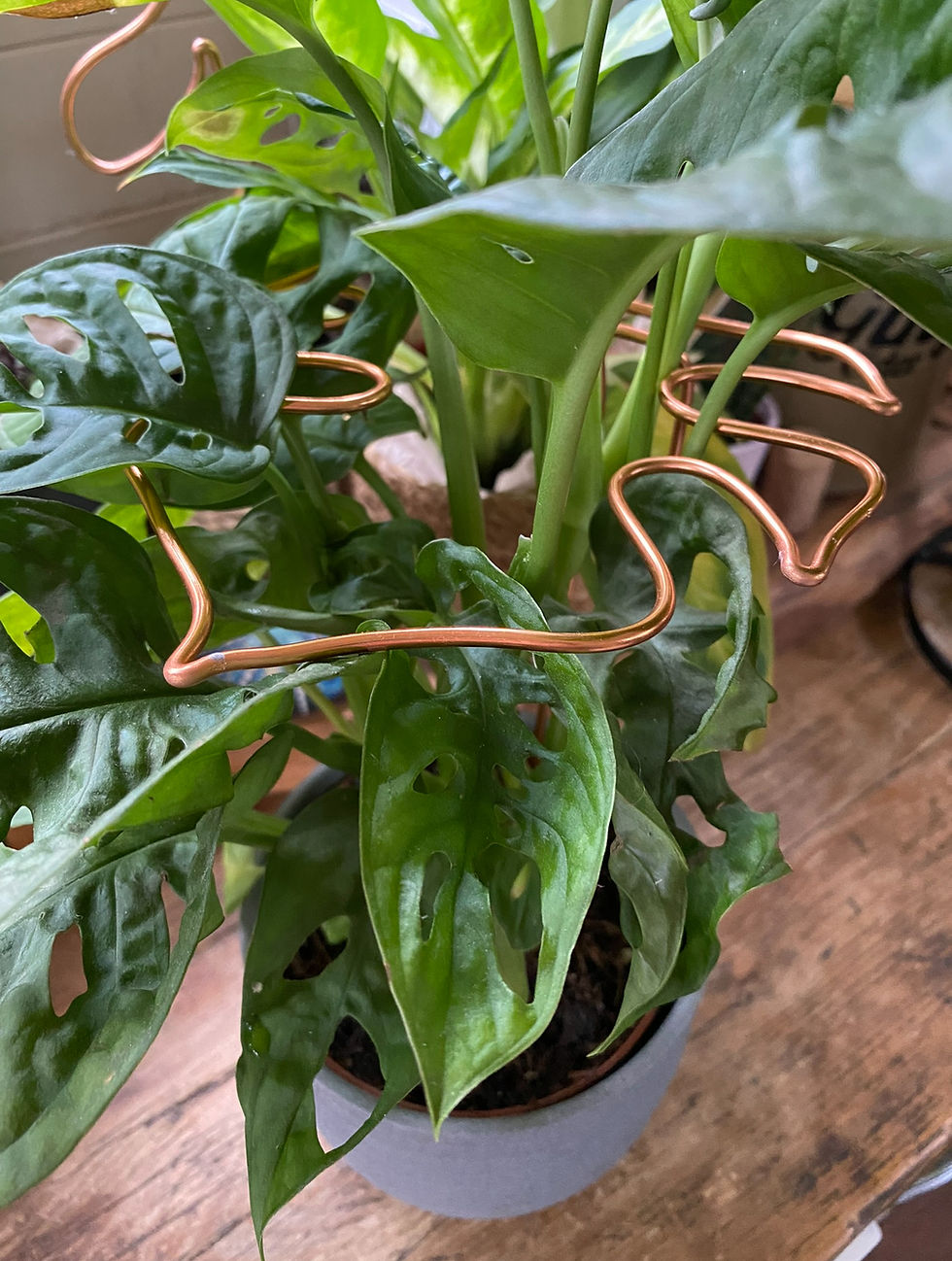 Decorative copper wire plant support in a houseplant
