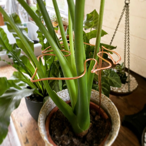 Wire plant support Cotton Lily