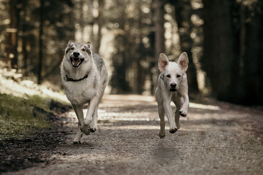 Wolfshund, Labrador
