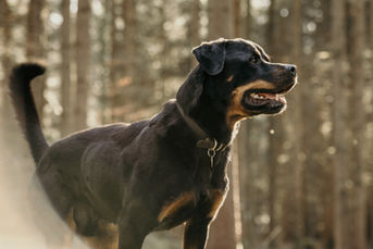 Rottweiler