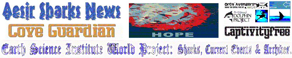 Aesir Sharks News banner.