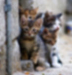 Cutefamilykittens1.jpg