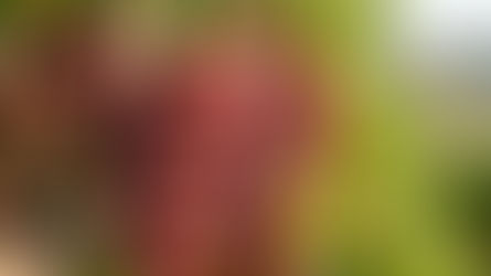 pokdum grapes at skugga