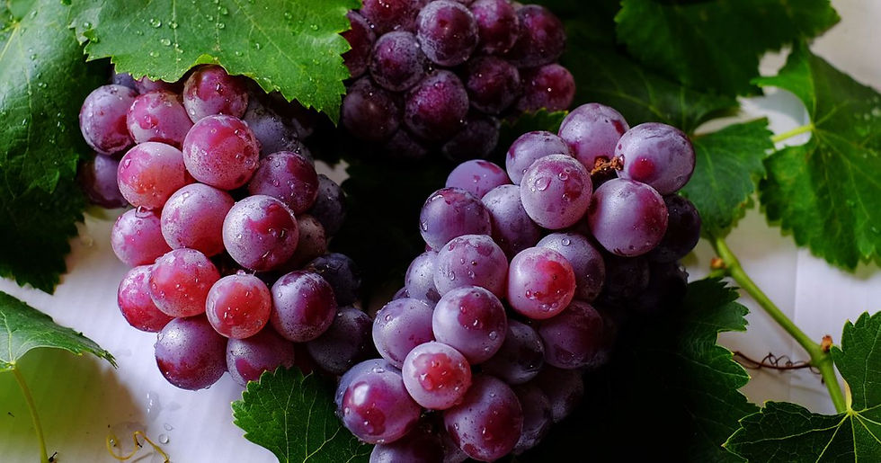 Beyond the Default: Why the Pokdum Grape Is the Hero of Thai Tropical Viticulture