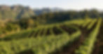 IAC 572 Rootstock in northern thailand