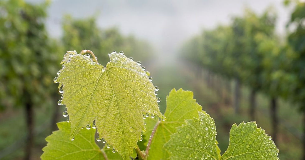 cold snap in december in northern thailand