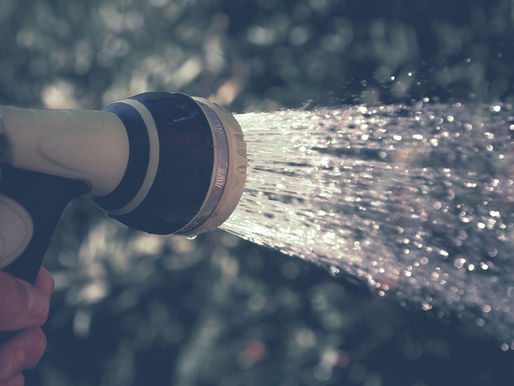 NOVEMBER in the garden