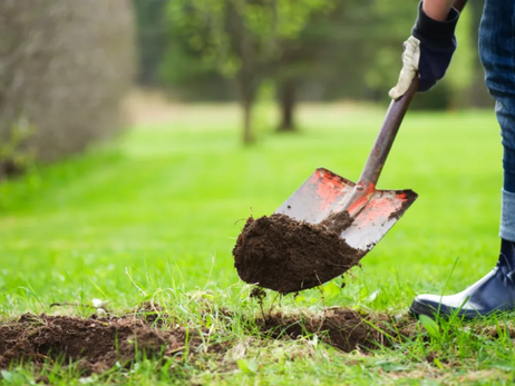 The What, When, and How of Tree Planting