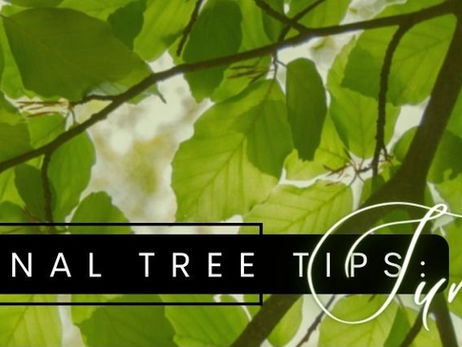 Seasonal Tree Tips: Summer