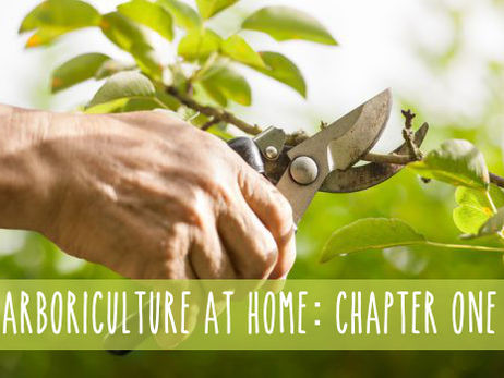 Arboriculture at Home: CH.1, Stocking Your Arsenal