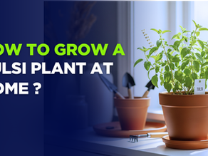 How to Grow a Tulsi Plant at Home Successfully?