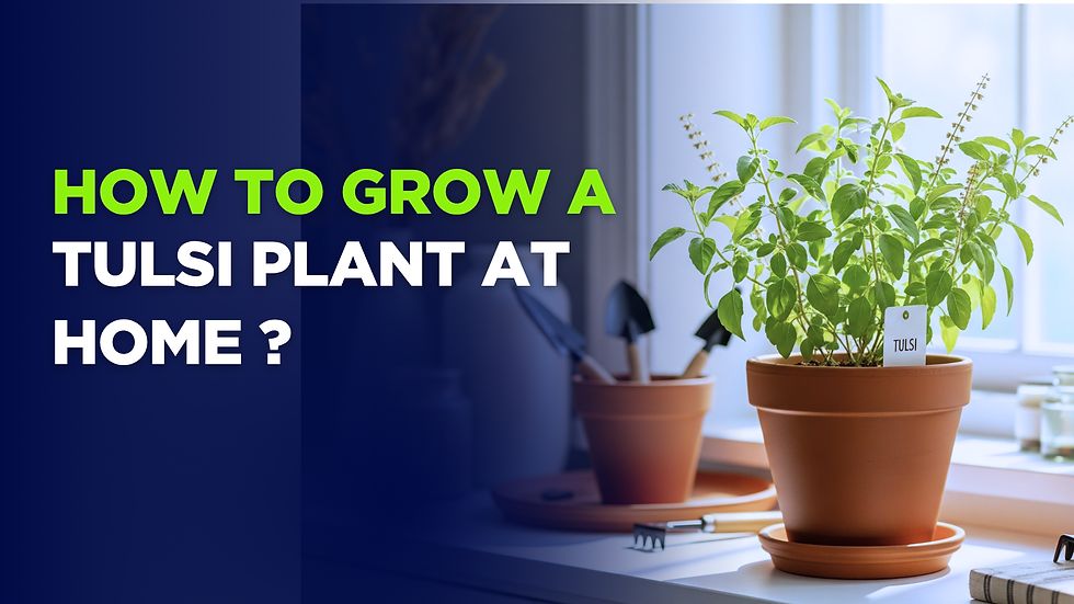 How to Grow a Tulsi Plant at Home Successfully?