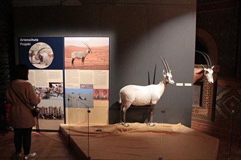 Blick auf Ausstellungstafeln und Antilope-Exponat in der Ausstellung Die Wüste soll leben vom Naturhistorischen Museum Braunschweig