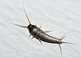 Pest Control