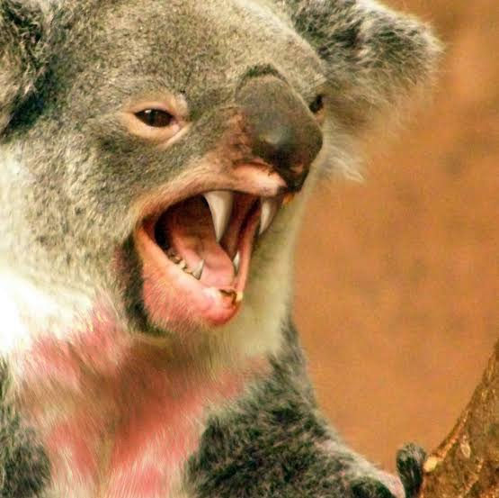 DROP BEARS drop-bears