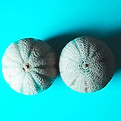 melons.jpg