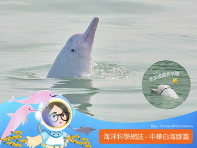 中华白海豚想向我们诉说的故事