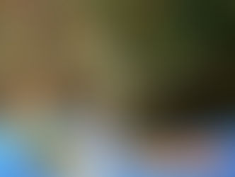 蓝纹章鱼:美丽与致命的海洋奇蹟