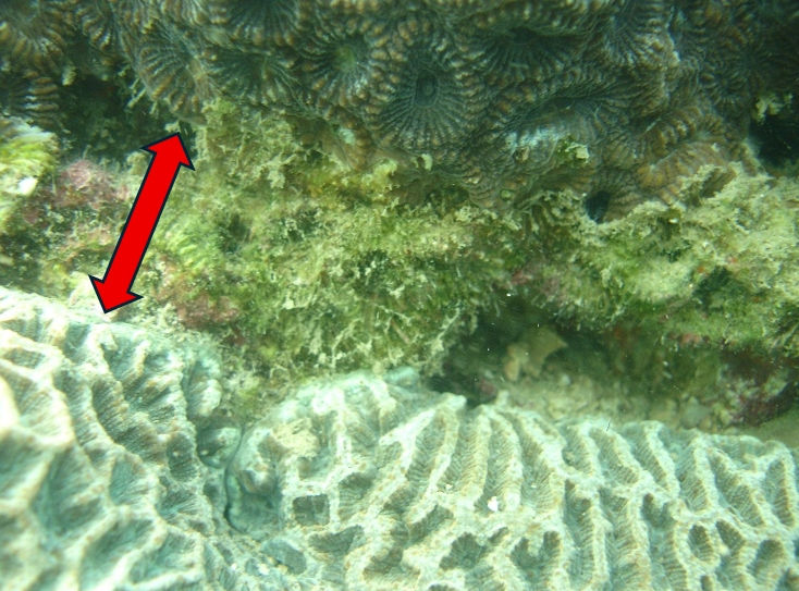 Identification of loser coral (top) by comparing its skeleton pattern and that of dead zone (indicated by a double arrow). The coral at the bottom is the winner in this case. (Source: Dr. Connie)