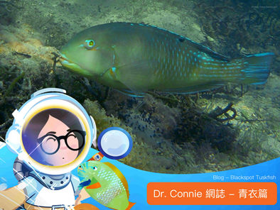 Unveiling the Secrets of the Blackspot Tuskfish