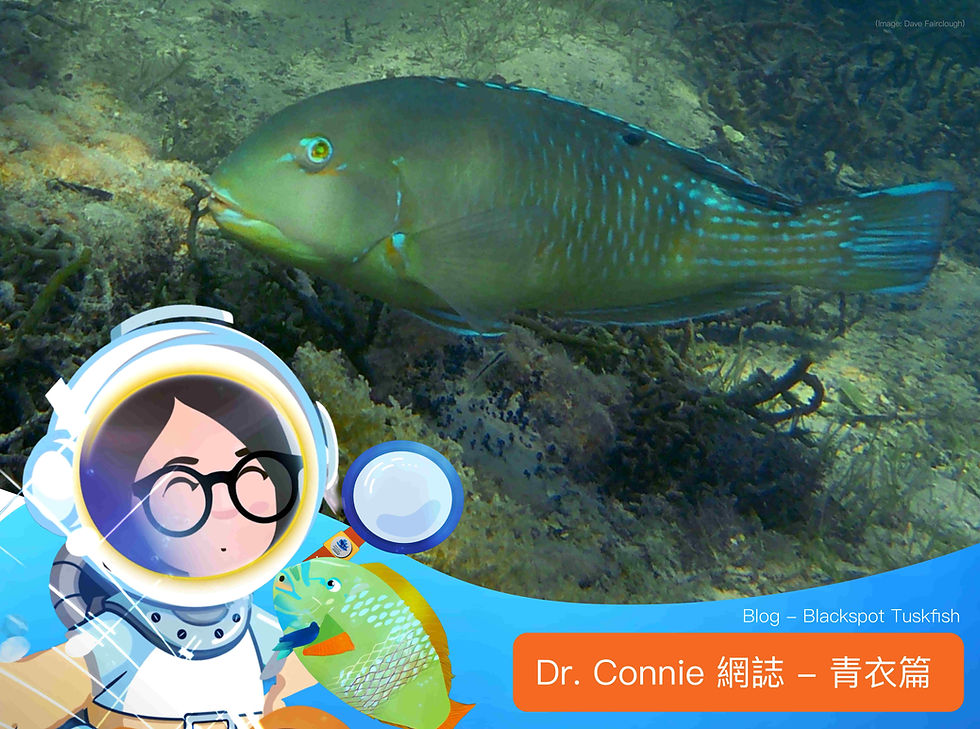 Unveiling the Secrets of the Blackspot Tuskfish