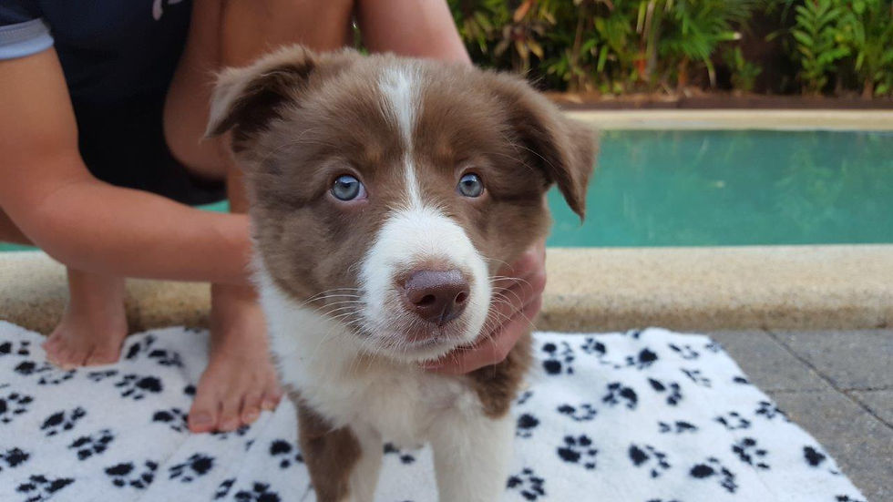 PUP 3-8 WEEKS