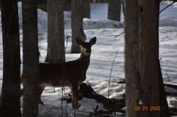 deer north new portland