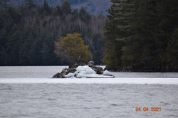 river inland tree & ice cunks