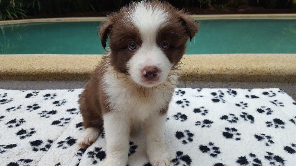 PUP1 - 6 WKS