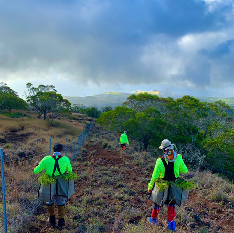 Staff packing halapepe to planting site