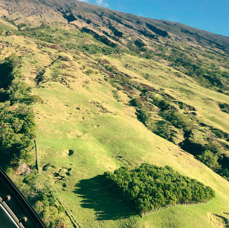 Aerial view of Auwahi outplantings